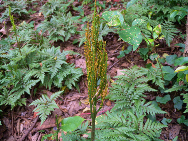 e0272335_1601852.jpg