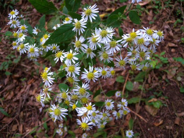 e0272335_1643174.jpg