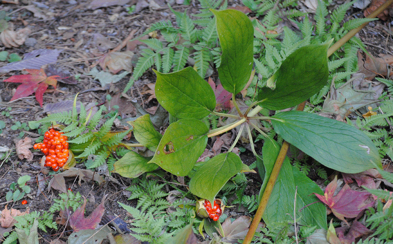 a0001354_19432964.gif