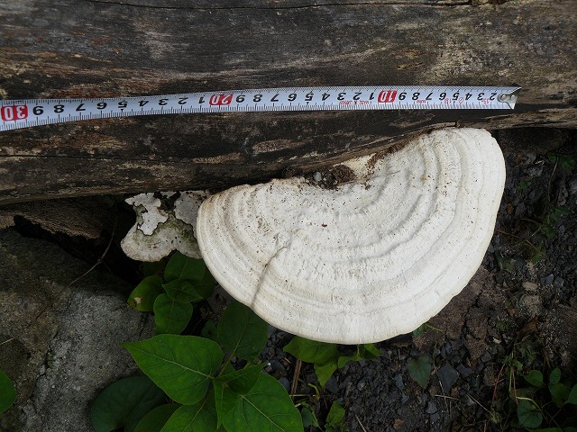 d0019074_8374526.jpg