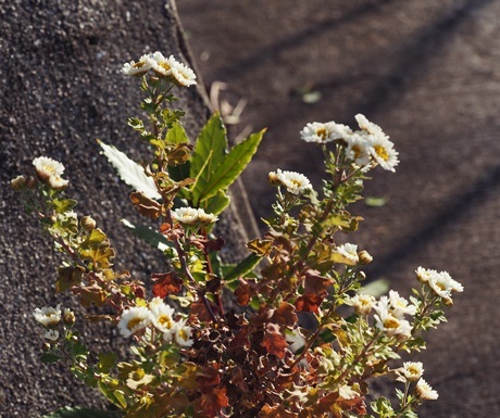 e0264374_12255410.jpg