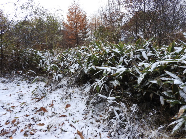 b0174425_20144134.jpg