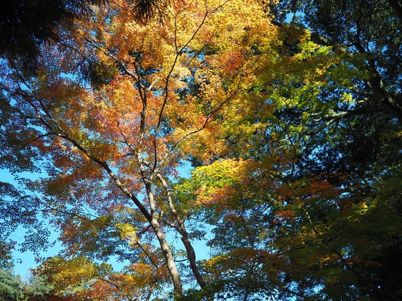f0169147_20240363.jpg