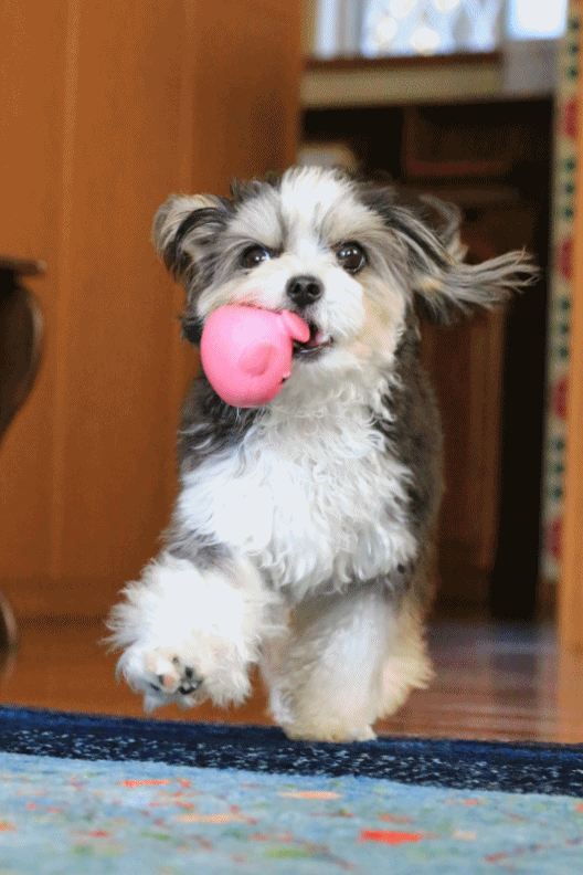 c0145250_10301761.gif