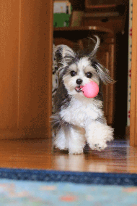 c0145250_10302389.gif