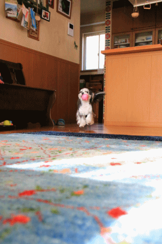 c0145250_10304465.gif