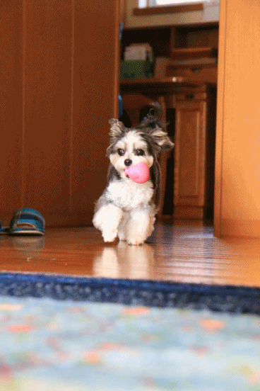c0145250_10304896.gif