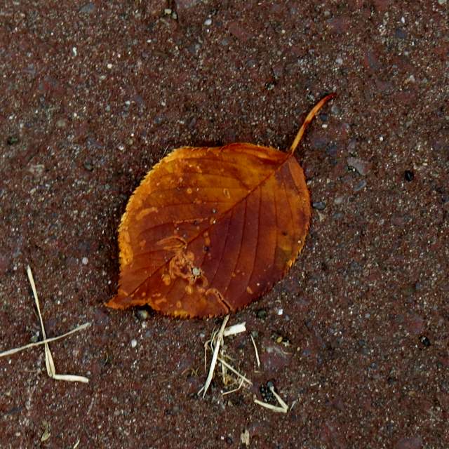 c0183777_9592978.jpg