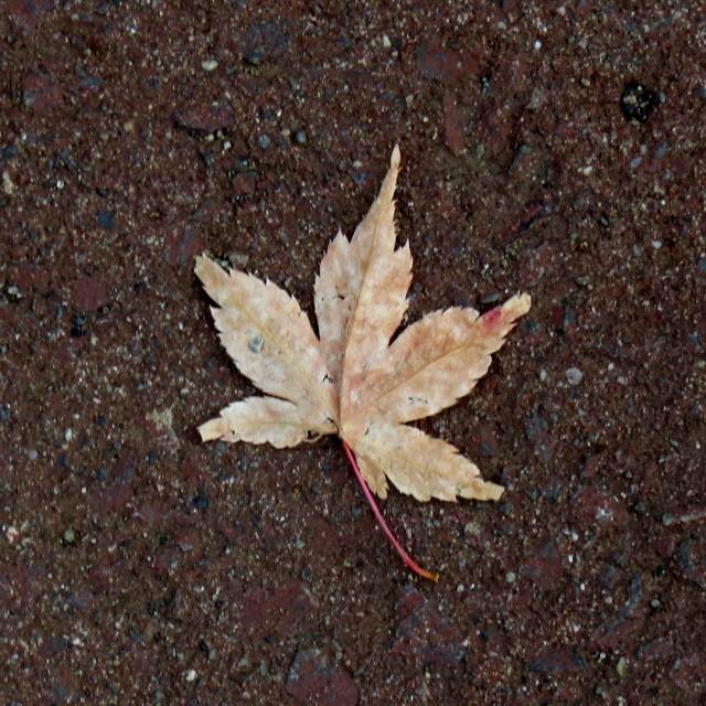 c0183777_9595020.jpg