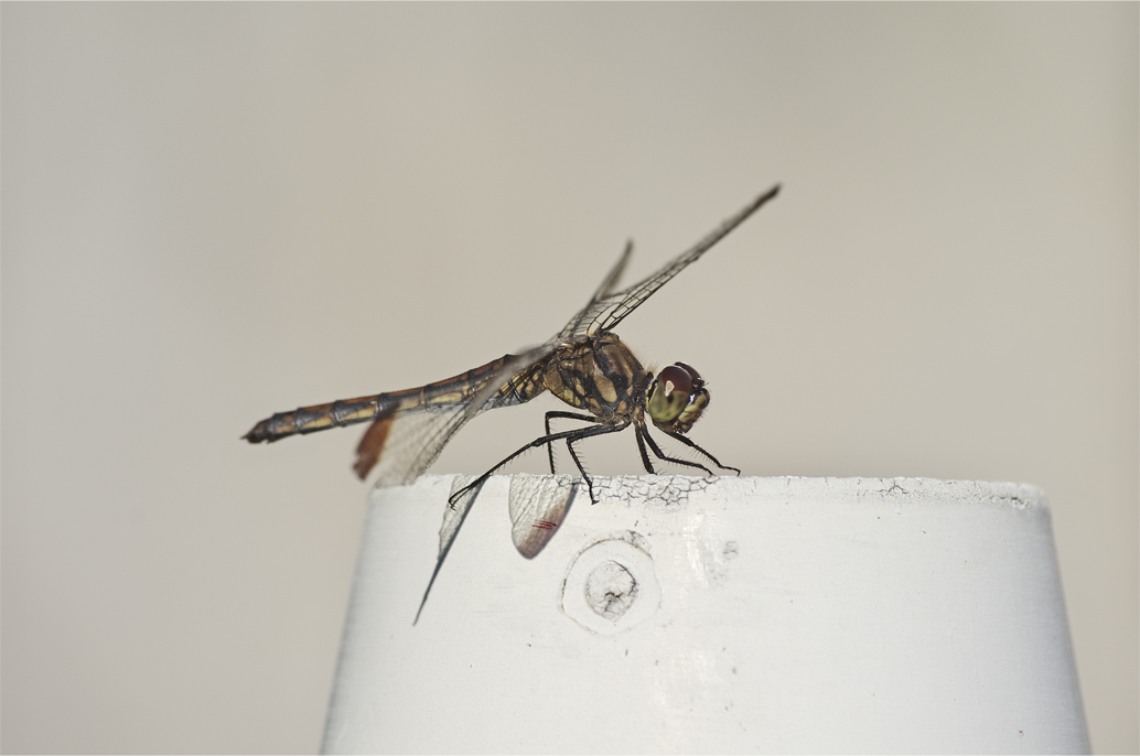 d0209988_2310257.jpg