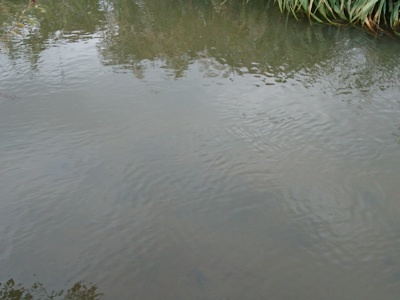 f0082402_12331498.jpg