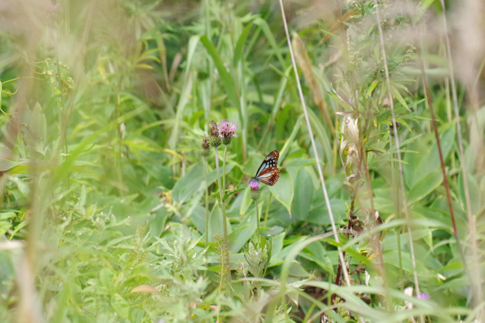 b0247838_14502548.jpg