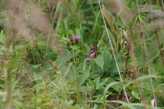 b0247838_14504620.jpg