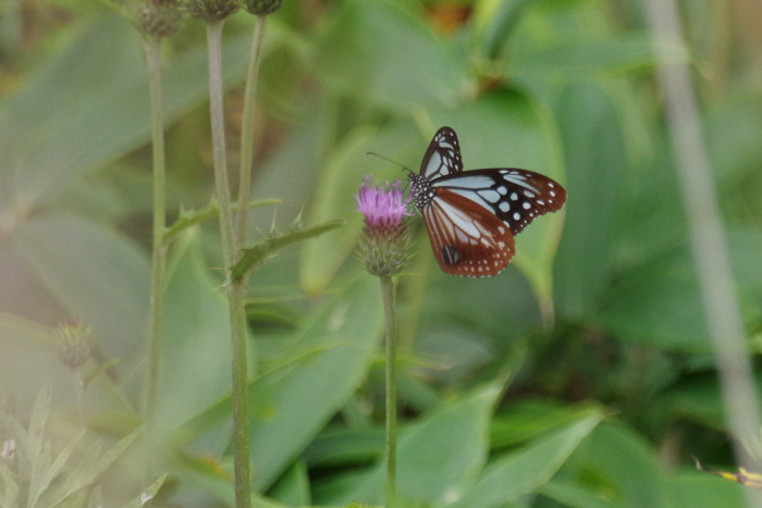 b0247838_1451286.jpg