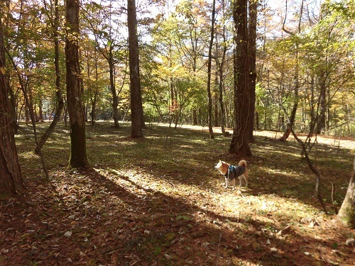 e0023790_15343757.jpg