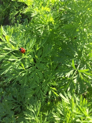 e0054793_22492952.jpg
