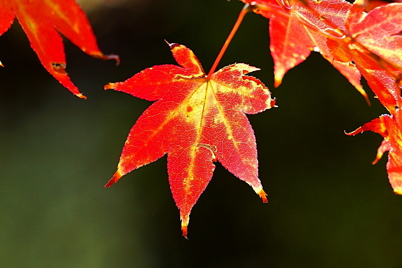 c0339900_16204960.jpg