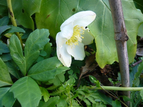 c0112206_21322336.jpg