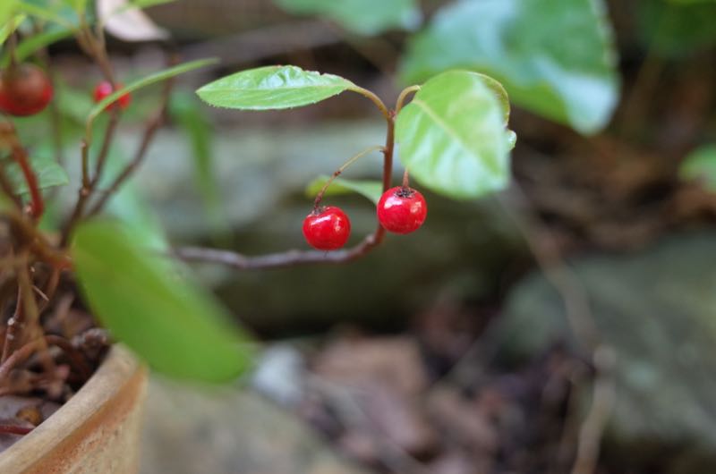 f0132230_23595175.jpg