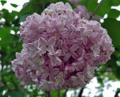 e0360834_01233412.jpg