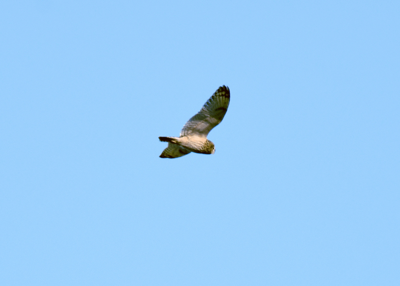 d0290240_21085833.gif
