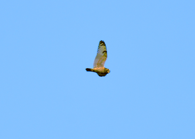 d0290240_21093598.gif