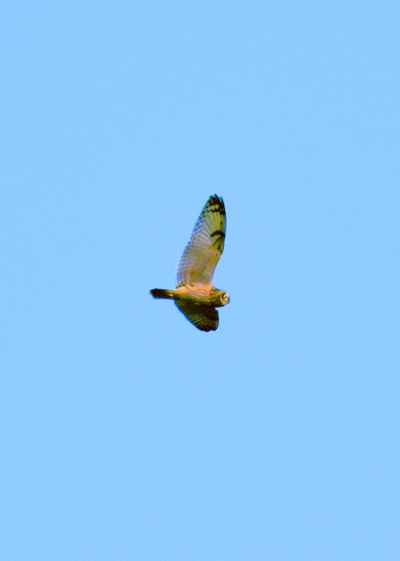 d0290240_21094776.gif