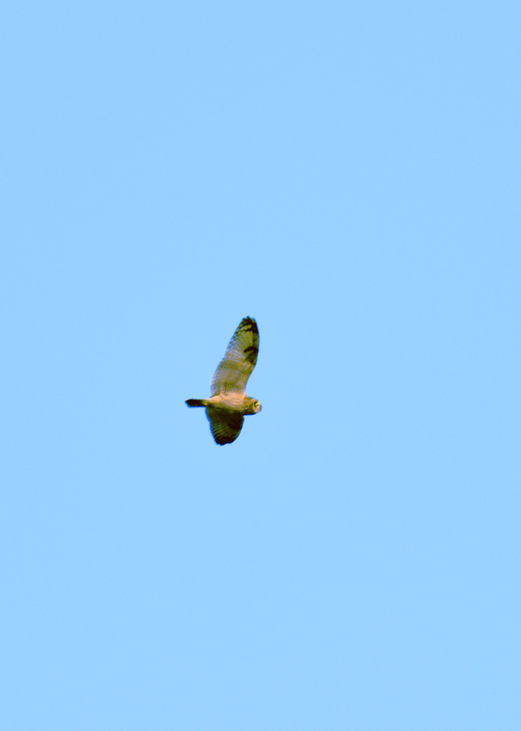 d0290240_21100848.gif