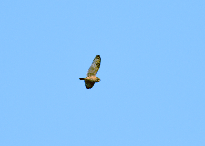 d0290240_21103538.gif