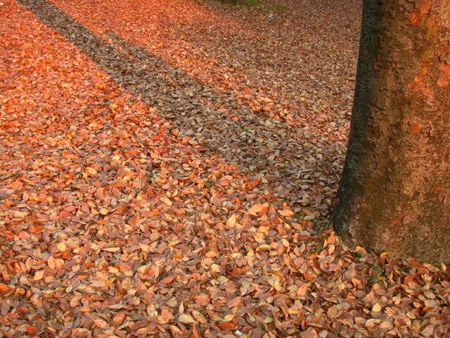 c0008664_216419.jpg