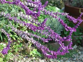 e0130185_1340048.jpg
