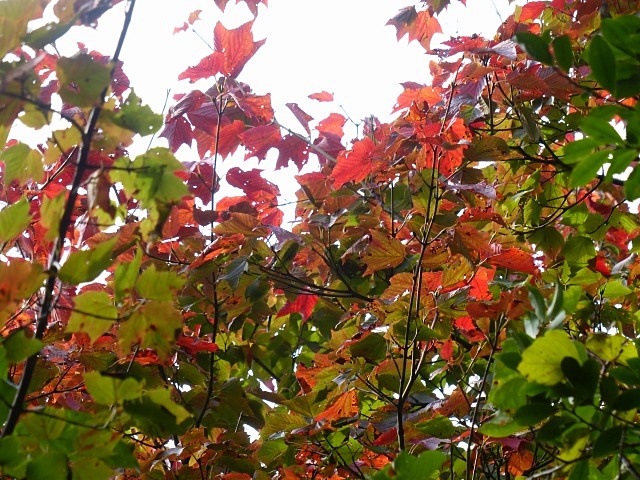 f0357487_20533929.jpg
