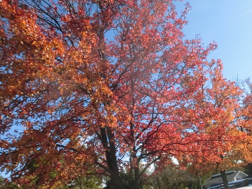 a0319693_722215.jpg