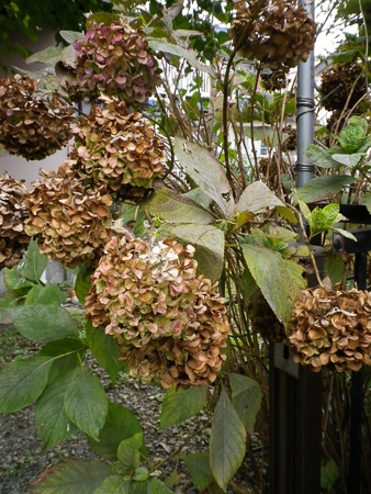 f0239100_15363789.jpg