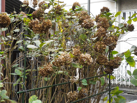 f0239100_1539562.jpg