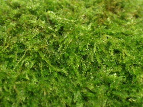 e0352220_13532242.jpg
