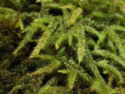 e0352220_13541172.jpg