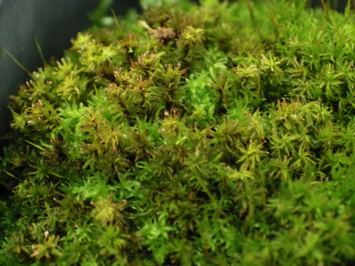 e0352220_14175113.jpg