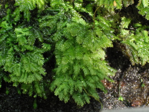 e0352220_14240256.jpg