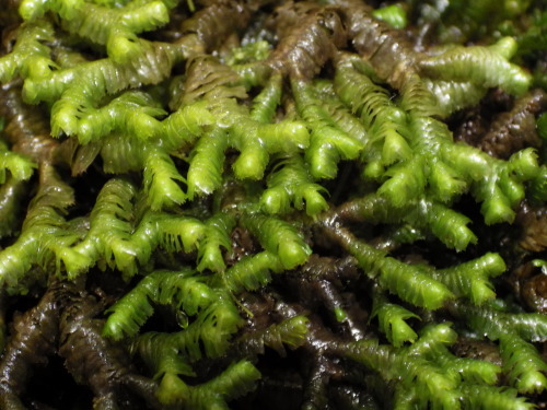 e0352220_14305941.jpg