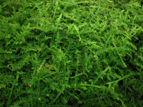 e0352220_14352420.jpg