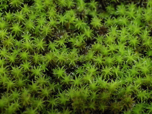 e0352220_14362891.jpg