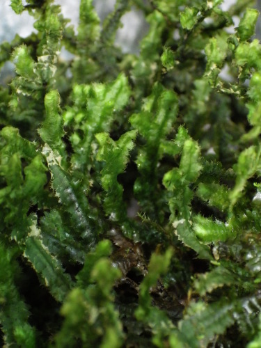 e0352220_14453907.jpg