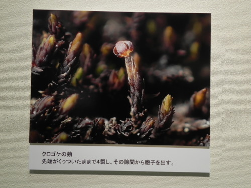 e0352220_14543414.jpg
