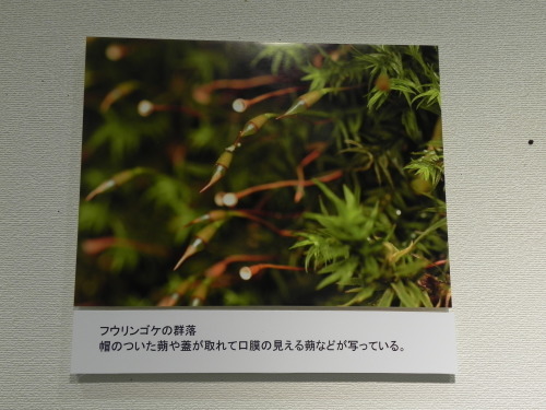 e0352220_14552775.jpg