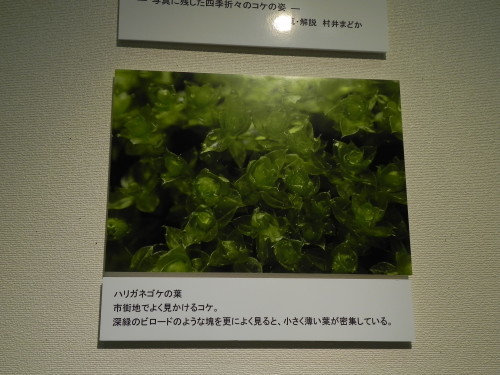 e0352220_14590552.jpg