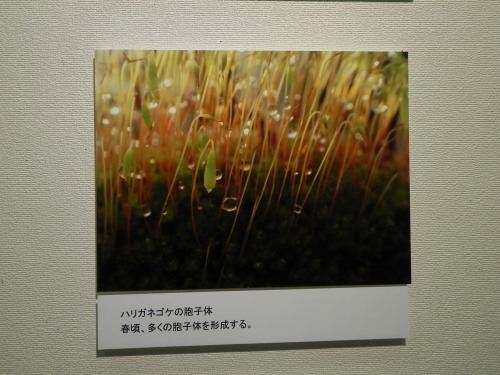 e0352220_14593287.jpg