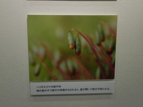 e0352220_14595423.jpg