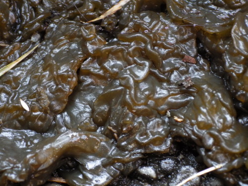 e0352220_20341312.jpg