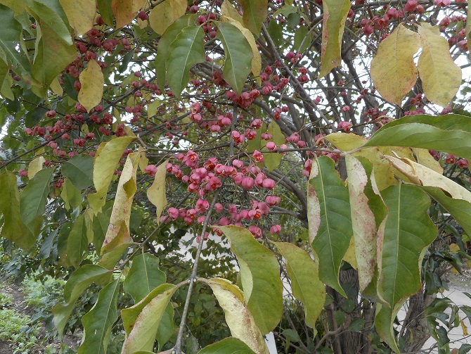 a0310035_22242542.jpg